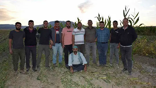 Elazığ'da 4 bin dönümlük alanda silajlık mısır hasadı başladı