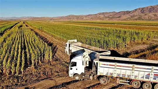 Elazığ'da 4 bin dönümlük alanda silajlık mısır hasadı başladı