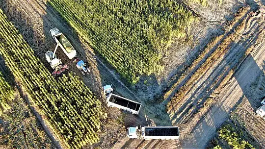 Elazığ'da 4 bin dönümlük alanda silajlık mısır hasadı başladı