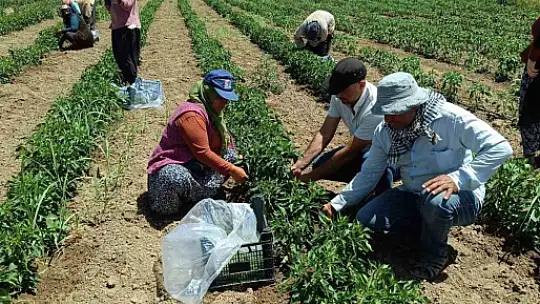 Elazığ'da 40 dekarlık alanda sebze hasadı