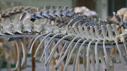 Elazığ'da 50 çeşit hayvanın anatomik yapısının bulunduğu müzede, Türkiye'de ilk olan zürafa iskeleti yer alıyor