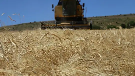 600 dönüm Arpa eken Başkan, Hasada başladı!