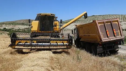 600 dönüm Arpa eken Başkan, Hasada başladı!