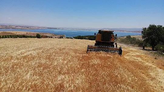 600 dönüm Arpa eken Başkan, Hasada başladı!