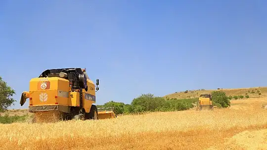 600 dönüm Arpa eken Başkan, Hasada başladı!