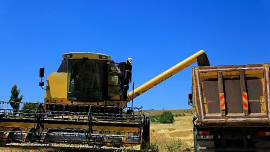 600 dönüm Arpa eken Başkan, Hasada başladı!