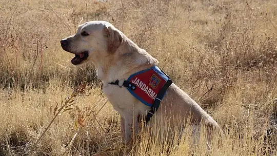 Elazığ'da 83 yaşındaki kayıp kadını iz takip köpeği 'Dost' buldu