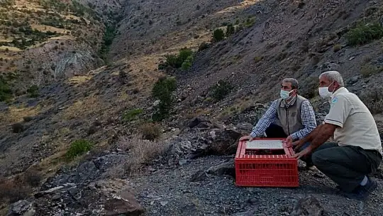 Elazığ'da 850 keklik doğaya salındı