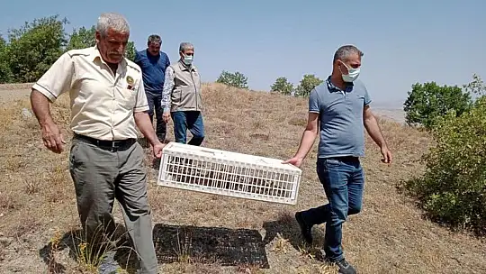 Elazığ'da 850 keklik doğaya salındı