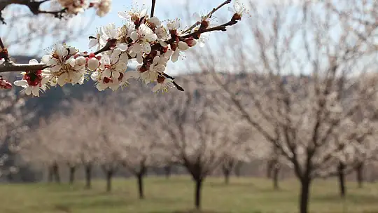 Elazığ'da ağaçlar beyaz gelinliğini giydi, muhteşem görüntü ortaya çıktı