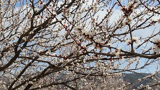 Elazığ'da ağaçlar beyaz gelinliğini giydi, muhteşem görüntü ortaya çıktı