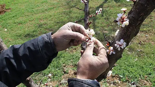 Elazığ'da ağaçlar beyaz gelinliğini giydi, muhteşem görüntü ortaya çıktı