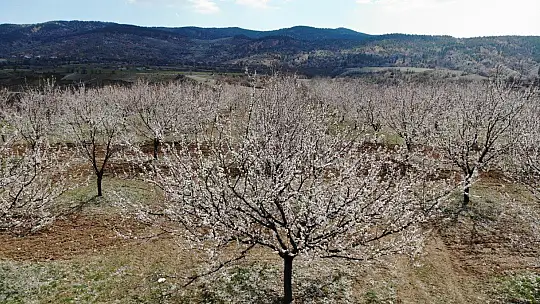 Elazığ'da ağaçlar beyaz gelinliğini giydi, muhteşem görüntü ortaya çıktı