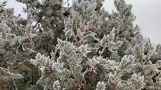 Elazığ'da ağaçlar kırağı tuttu, süs havuzları dondu