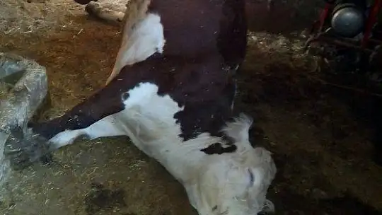 Elazığ'da ağıla yıldırım düştü, 3 büyükbaş hayvan telef oldu