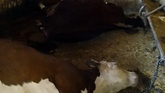 Elazığ'da ağıla yıldırım düştü, 3 büyükbaş hayvan telef oldu