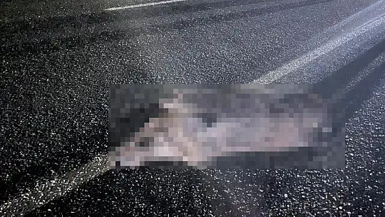 Elazığ'da araç domuz sürüsüne çarptı: 2 yaralı