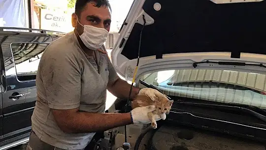 Elazığ'da aracın far kısmına girip sıkışan yavru kedi kurtarıldı