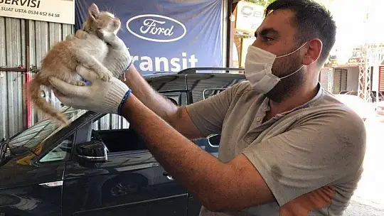 Elazığ'da aracın far kısmına girip sıkışan yavru kedi kurtarıldı