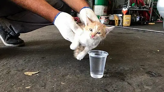 Elazığ'da aracın far kısmına girip sıkışan yavru kedi kurtarıldı
