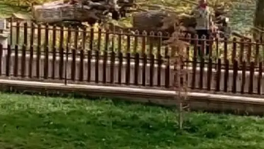 Elazığ'da asırlık 24 dut ağacı kesildi