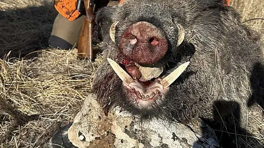 Elazığ'da avcılar 300 kiloluk domuz avladı