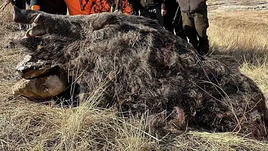 Elazığ'da avcılar 300 kiloluk domuz avladı