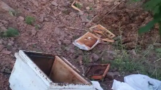 Elazığ'da ayılar arı kovanlarını parçaladı