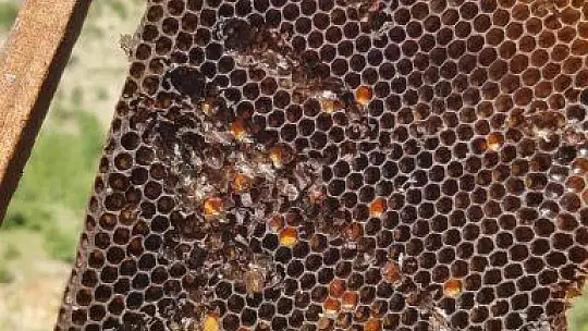 Elazığ'da ayılar arı kovanlarını parçaladı