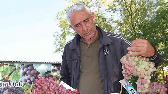 Elazığ'da bağ bozumu etkinliği