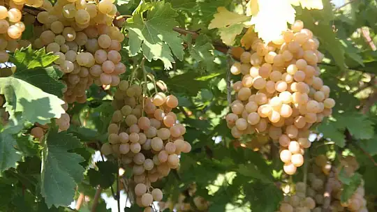 Elazığ'da bağ bozumu etkinliği