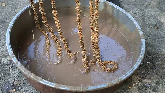 Elazığ'da bağ bozumuyla birlikte 'Orcik' mesaisi de başladı