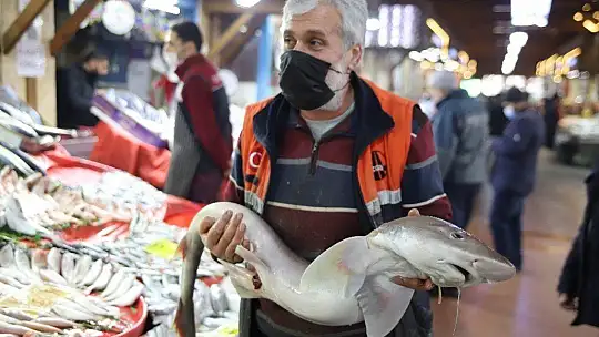 Elazığ'da balıkçının 'Norveç'ten' getirttiği köpek balığı dikkat çekti