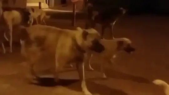 Elazığ'da başıboş köpekler 150 tavuğu telef etti