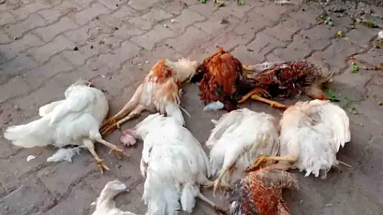 Elazığ'da başıboş köpekler 150 tavuğu telef etti