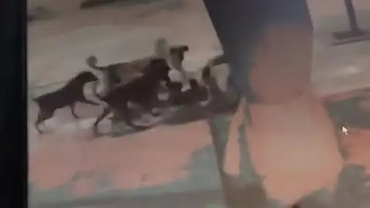 Elazığ'da başıboş sokak köpekleri kediyi parçaladı