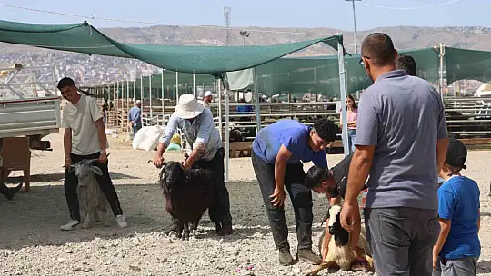 Elazığ'da bayramın son gününde kurbanlık alma telaşı sürdü