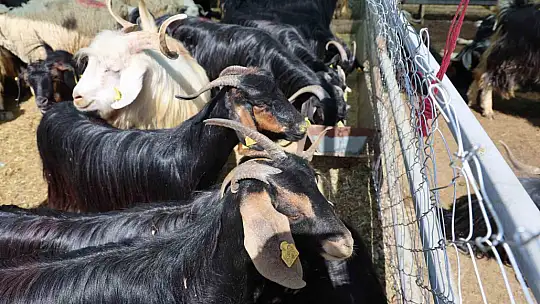 Elazığ'da bayramın son gününde kurbanlık alma telaşı sürdü