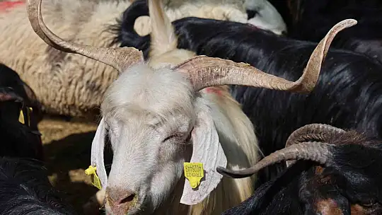 Elazığ'da bayramın son gününde kurbanlık alma telaşı sürdü