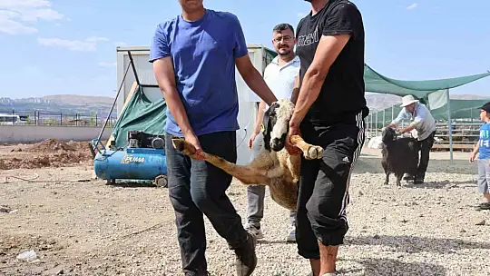 Elazığ'da bayramın son gününde kurbanlık alma telaşı sürdü