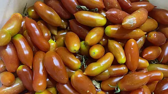 Elazığ'da biber görünümlü domatesler ilgi görüyor