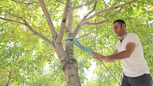 Elazığ'da ceviz hasadı başladı