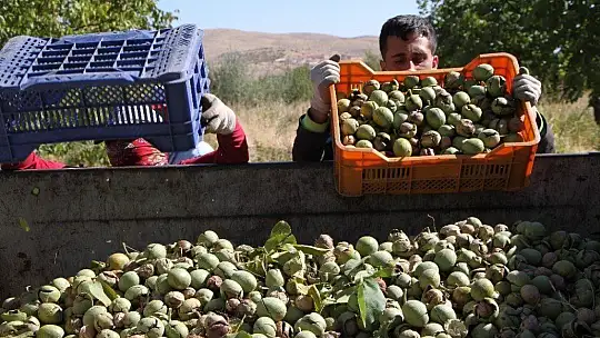 Elazığ'da ceviz üretimi yüzde 100 arttı, yıllık 4 bin tona yaklaştı