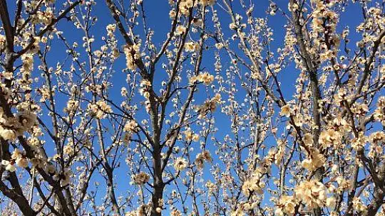 Elazığ'da çiçek açan kaysı ağaçlarını don vurdu