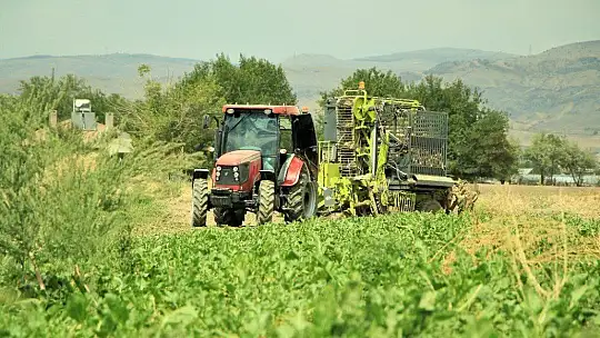 Elazığ'da çiftçiler şeker pancarı mesaisinde