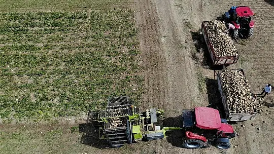 Elazığ'da çiftçiler şeker pancarı mesaisinde