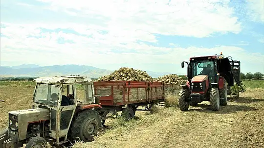 Elazığ'da çiftçiler şeker pancarı mesaisinde