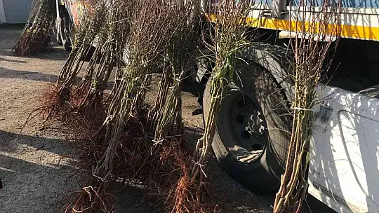 Elazığ'da çiftçiye 68 bin 500 adet badem fidanı dağıtıldı
