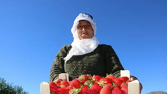 Elazığ'da çilek zamanı, kasa kasa satılıyor