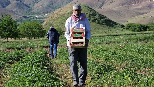 Elazığ'da çilek zamanı, kasa kasa satılıyor